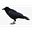 raven