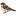 sparrow