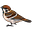 sparrow