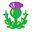 thistle